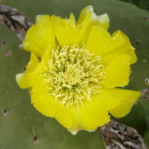 11-Fleur De Cactus